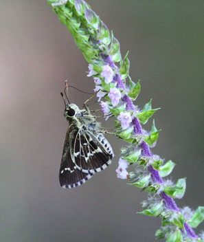 Lace-winged Roadside-Skipper